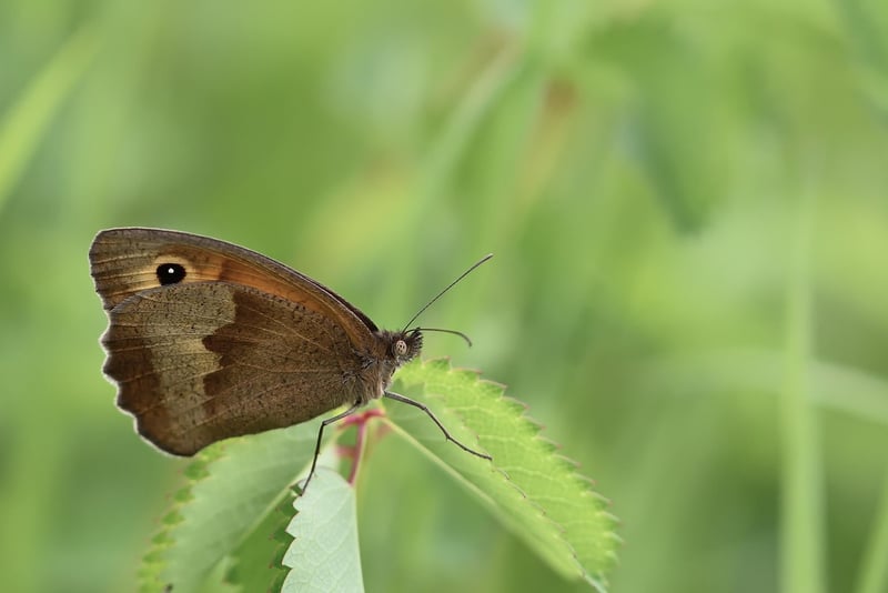 Butterfly Image
